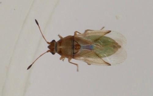Réf. 325 721 : Cymus claviculus